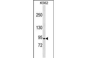 Western blot analysis in K562 cell line lysates (35ug/lane). (Chloride Channel 5 Antikörper  (N-Term))
