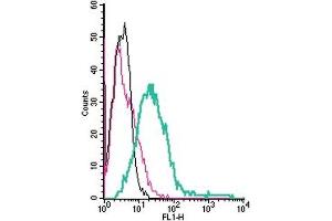 anti-5-Hydroxytryptamine (serotonin) Receptor 7 (Adenylate Cyclase-Coupled) (HTR7) (AA 73-84), (Extracellular) antibody (FITC)