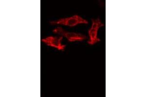 ABIN6273508 staining Hela cells by IF/ICC. (GZMK Antikörper  (Internal Region))