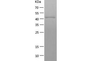 Cyclin A2 (CCNA2) (AA 1-432) protein (His-IF2DI Tag)