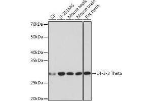 Western blot analysis of extracts of various cell lines, using 14-3-3 Theta Rabbit mAb (ABIN7265312) at 1:1000 dilution. (14-3-3 theta Antikörper)