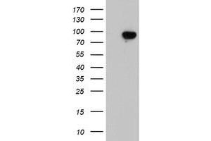 Western Blotting (WB) image for anti-Leucine Rich Repeat Containing 50 (LRRC50) antibody (ABIN1499208) (LRRC50 Antikörper)