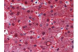 Immunohistochemical analysis of paraffin-embedded human Liver tissues using BHMT antibody (BHMT Antikörper)