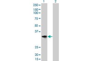 Western Blot analysis of CCND2 expression in transfected 293T cell line by CCND2 monoclonal antibody (M01), clone 3B10. (Cyclin D2 Antikörper  (AA 190-289))