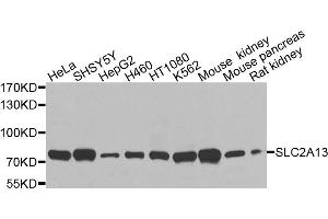 Western blot analysis of extracts of various cell lines, using SLC2A13 antibody (ABIN6003702) at 1/1000 dilution. (SLC2A13 Antikörper)