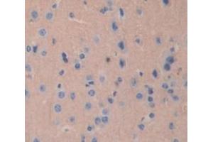 IHC-P analysis of Mouse Tissue, with DAB staining. (TUBB1 Antikörper  (AA 182-437))