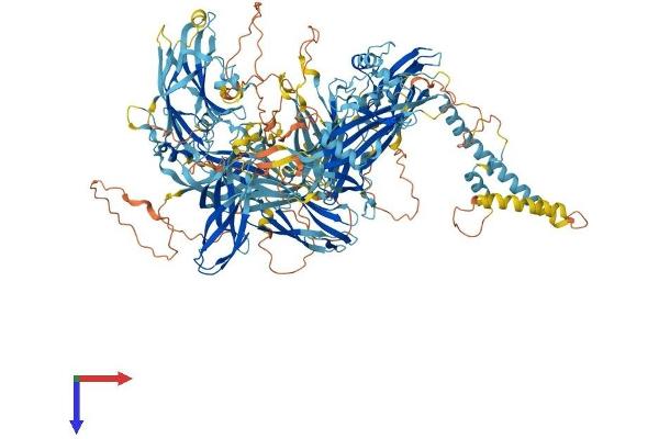 NPHP4 Protein (AA 1-1426) (His tag)