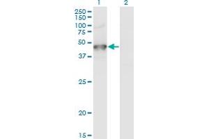 Western Blot analysis of GRINL1A expression in transfected 293T cell line by GRINL1A monoclonal antibody (M04), clone 2E4. (POLR2M Antikörper  (AA 269-368))