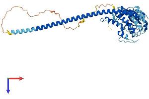 STAMBP Protein (AA 1-424) (His tag)
