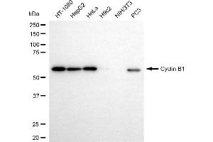 Western blotting analysis using cyclin B1 antibody (ABIN7798188). (Rekombinanter Cyclin B1 Antikörper)