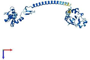 RNF41 Protein (AA 1-317) (His tag)