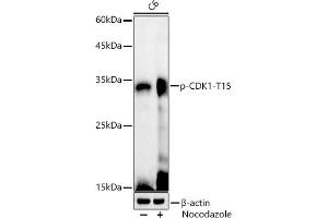 Western blot analysis of extracts of C6 cells, using Phospho-CDK1-T15 antibody (ABIN3019442, ABIN3019443, ABIN3019444 and ABIN6225371) at 1:1000 dilution. (CDK1 Antikörper  (pTyr15))