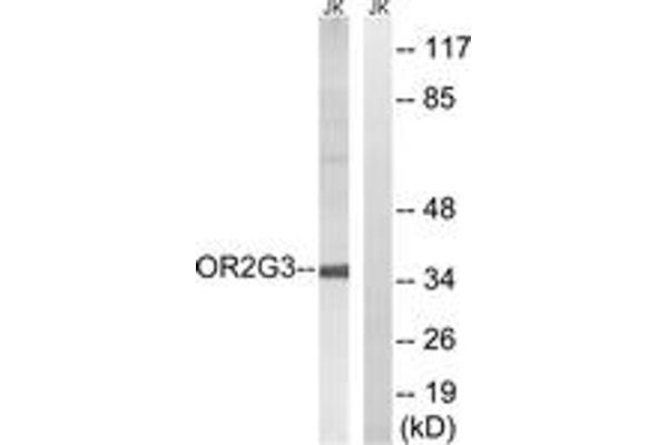 OR2G3 Antikörper  (AA 61-110)