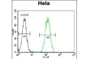 B Antibody (Center) (ABIN657779 and ABIN2846753) flow cytometric analysis of Hela cells (right histogram) compared to a negative control cell (left histogram).