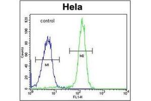 Flow cytometric analysis of Hela cells using FAM40A Antibody  (right histogram) compared to a negative control cell (left histogram). (STRIP1 Antikörper  (Middle Region))