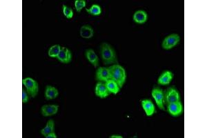 Immunofluorescent analysis of A431 cells using ABIN7156048 at dilution of 1:100 and Alexa Fluor 488-congugated AffiniPure Goat Anti-Rabbit IgG(H+L) (SLC1A2 Antikörper  (AA 306-348))