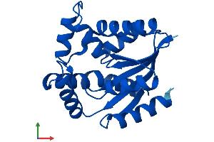 Protein Structure (PS) image for Cytidine Monophosphate (UMP-CMP) Kinase 1, Cytosolic (CMPK1) (AA 1-196) protein (His tag) (ABIN7548779)