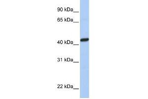 WB Suggested Anti-PEX10 Antibody Titration:  0.