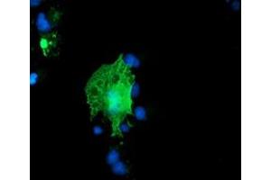 Anti-ARCN1 mouse monoclonal antibody (ABIN2455570) immunofluorescent staining of COS7 cells transiently transfected by pCMV6-ENTRY ARCN1 (RC210778). (ARCN1 Antikörper)