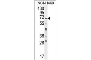 FUT4 Antibody (C-term) (ABIN656005 and ABIN2845382) western blot analysis in NCI- cell line lysates (35 μg/lane). (CD15 Antikörper  (C-Term))