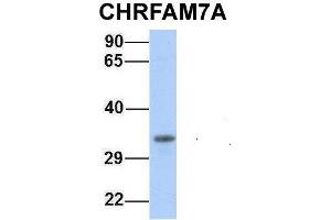 Host:  Rabbit  Target Name:  CHRFAM7A  Sample Type:  721_B  Antibody Dilution:  1. (CHRFAM7A Antikörper  (Middle Region))