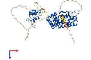ESRRG Protein (AA 1-458) (His tag)