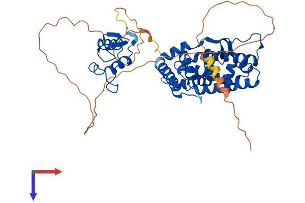 ESRRG Protein (AA 1-458) (His tag)