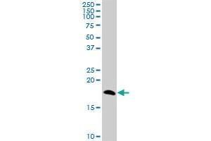 NPC2 MaxPab polyclonal antibody.