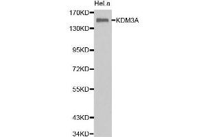 Western Blotting (WB) image for anti-Lysine (K)-Specific Demethylase 3A (KDM3A) (AA 1-300) antibody (ABIN6219489) (KDM3A Antikörper  (AA 1-300))