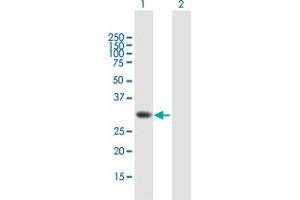 Western Blot analysis of TOMM34 expression in transfected 293T cell line by TOMM34 MaxPab polyclonal antibody. (TOMM34 Antikörper  (AA 1-309))