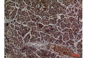 Immunohistochemistry (IHC) analysis of paraffin-embedded Human Pancreas, antibody was diluted at 1:100.