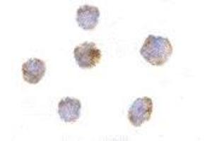 Immunocytochemistry of GITRL in THP-1 cells with AP30365PU-N GITRL antibody at 10 μg/ml. (TNFSF18 Antikörper)