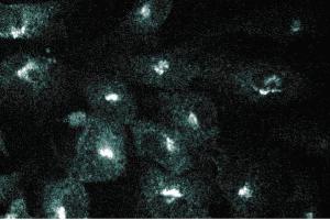 Immunofluorescence (IF) image for anti-Golgi-Associated, gamma Adaptin Ear Containing, ARF Binding Protein 2 (GGA2) (AA 334-445) antibody (ABIN968893)