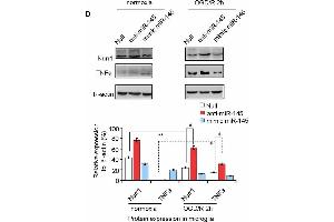 miR-145-5p regulates endogenous Nurr1 levels in microglia. (beta Actin Antikörper)