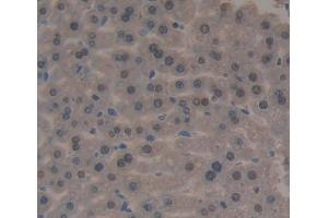 IHC-P analysis of Mouse Tissue, with DAB staining. (FOXP3 Antikörper  (AA 190-412))