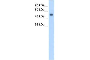 WB Suggested Anti-GPR161 Antibody Titration:  2. (GPR161 Antikörper  (N-Term))