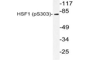 Western blot (WB) analyzes of p-HSF1 antibody in extracts from A549 PMA cells. (HSF1 Antikörper  (pSer303))