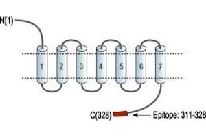 anti-Pyrimidinergic Receptor P2Y, G-Protein Coupled, 6 (P2RY6) (AA 311-328), (C-Term), (Intracellular) antibody