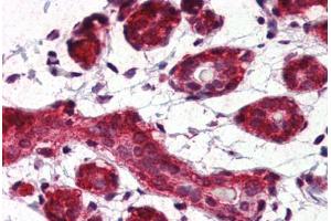 Human Breast (formalin-fixed, paraffin-embedded) stained with Heat Shock Protein 90 (HSP90) antibody ABIN364328 at 5 ug/ml followed by biotinylated anti-mouse IgG secondary antibody ABIN481714, alkaline phosphatase-streptavidin and chromogen. (HSP90 Antikörper  (AA 1-732))