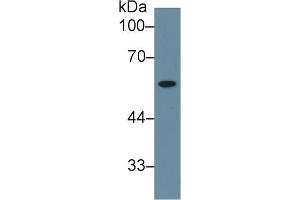 Western Blot; Sample: Human Liver lysate; Primary Ab: 1µg/ml Rabbit Anti-Human NEU Antibody Second Ab: 0. (NEU1 Antikörper  (AA 47-415))