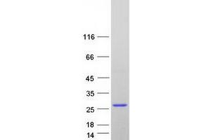 Western Blotting (WB) image for Fas Apoptotic Inhibitory Molecule (FAIM) (Transcript Variant 3) protein (Myc-DYKDDDDK Tag) (ABIN2720708)