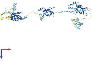 EFHC1 Protein (AA 1-648) (His tag)
