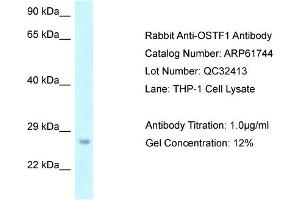 Western Blotting (WB) image for anti-Osteoclast Stimulating Factor 1 (OSTF1) (N-Term) antibody (ABIN2788887) (OSTF1 Antikörper  (N-Term))