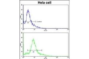 Flow cytometric analysis of hela cells using PID/MTA2 Antibody (C-term)(bottom histogram) compared to a negative control cell (top histogram).