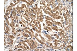 SLC17A5 antibody was used for immunohistochemistry at a concentration of 4-8 ug/ml. (Solute Carrier Family 17 (Acidic Sugar Transporter), Member 5 (SLC17A5) Antikörper)