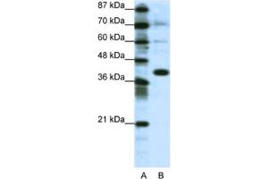 Western Blotting (WB) image for anti-Jun Proto-Oncogene (JUN) antibody (ABIN2461652) (C-JUN Antikörper)