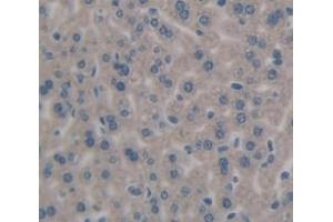 IHC-P analysis of Mouse Tissue, with DAB staining. (IL-27 Antikörper  (AA 29-234))