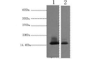 Western Blotting (WB) image for anti-Lactalbumin, alpha- (LALBA) antibody (ABIN5959646)