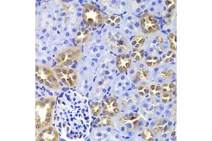 Immunohistochemistry of paraffin-embedded rat kidney using GIP antibody. (GIP Antikörper)