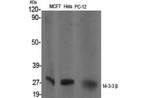 Western Blot (WB) analysis of specific cells using 14-3-3 beta Polyclonal Antibody.